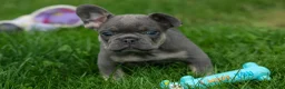 French Bulldog dogs for sale: Kilo  - Ad 9
