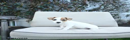 Jack Russell Terrier dogs for sale: Rosie - Ad 3