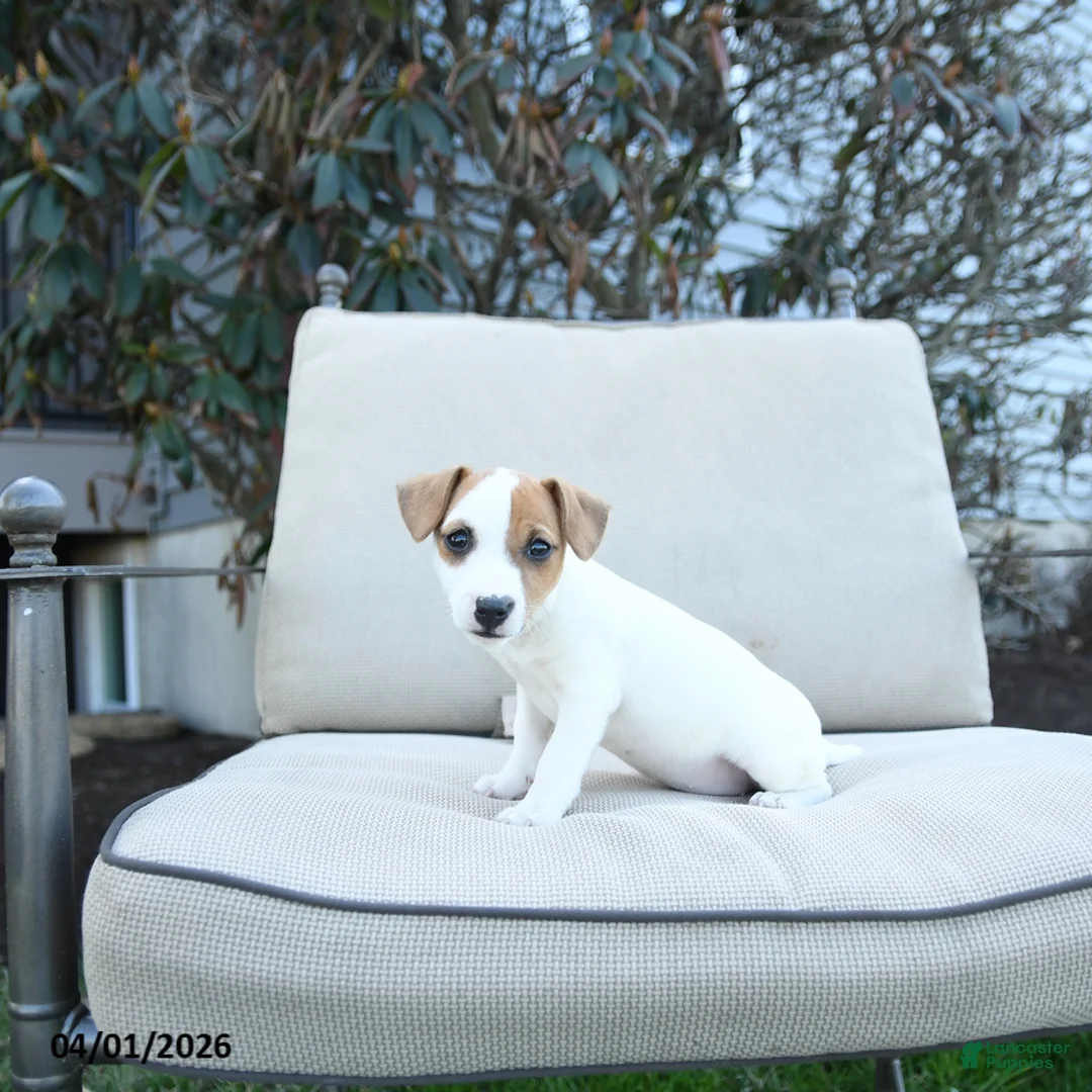 Jack Russell Terrier dogs for sale: Rosie - Ad 3