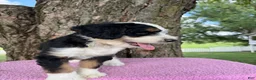 Bernedoodle dogs for sale: Honey - Ad 8