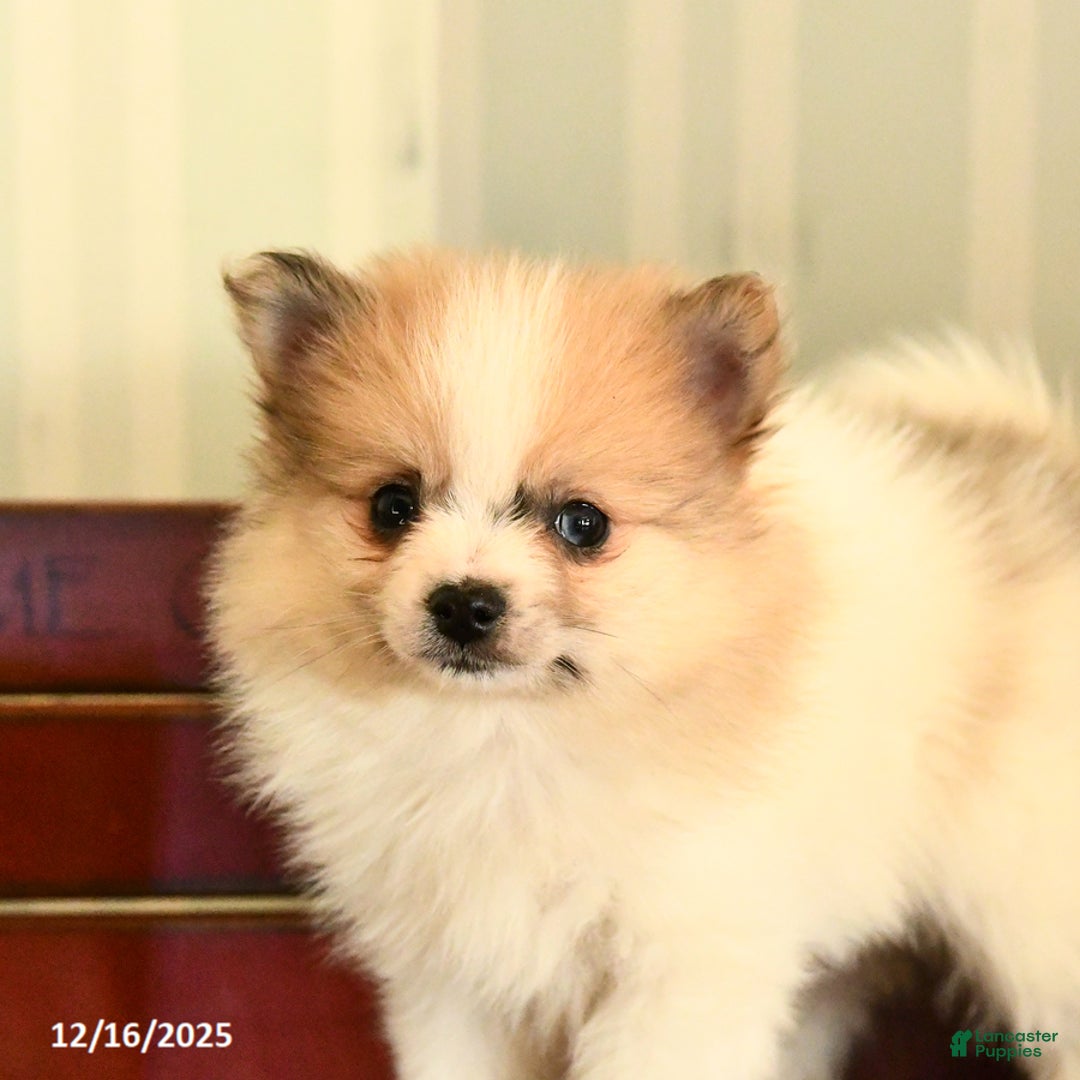 Pomeranian dogs for sale: Clyde - Ad 5