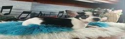 Chihuahua dogs for sale: White blk tri male Hand Delivery  - Ad 4