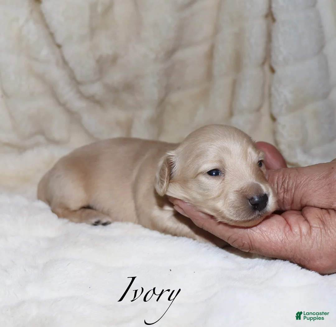 Dachshund dogs for sale: Ivory - Ad 3