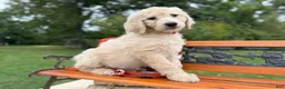 Mixed Breed dogs for sale: Strawberry (Girl) - Ad 6