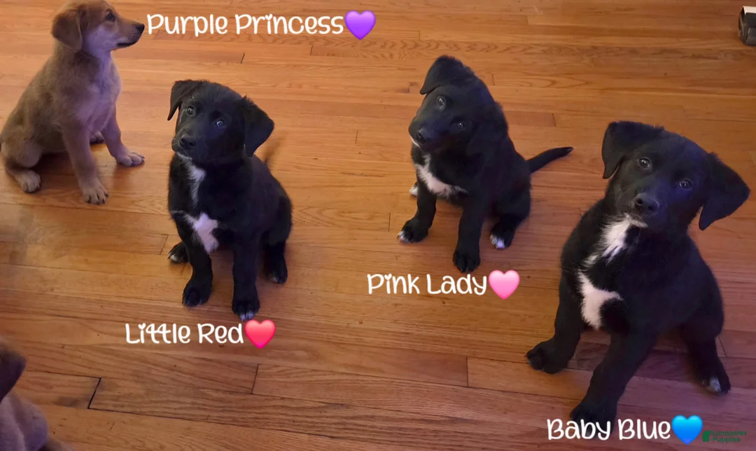 Mixed Breed dogs for sale: Baby Blue - Ad 15