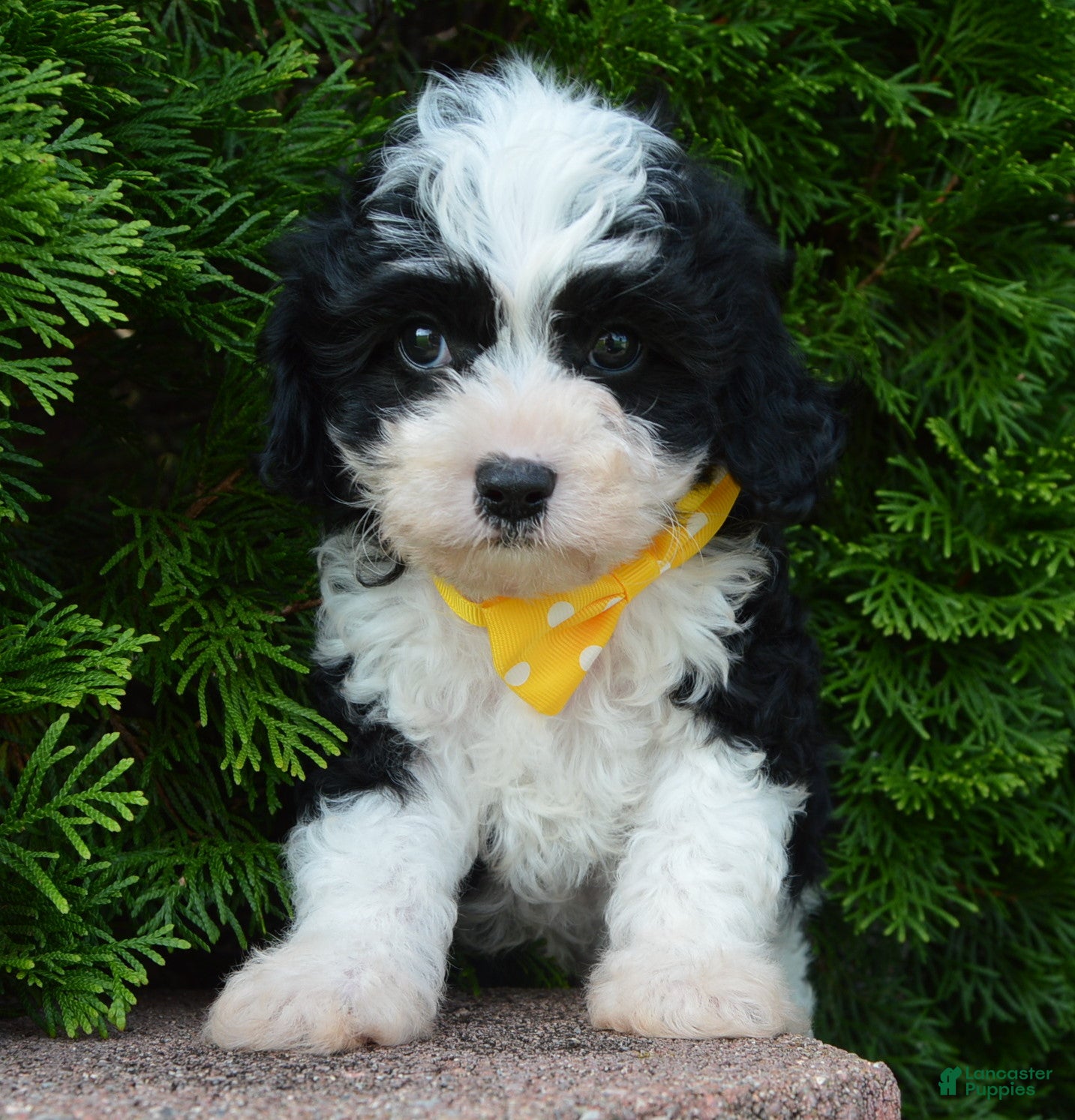 Cavapoo dogs Charlie - Ad 2