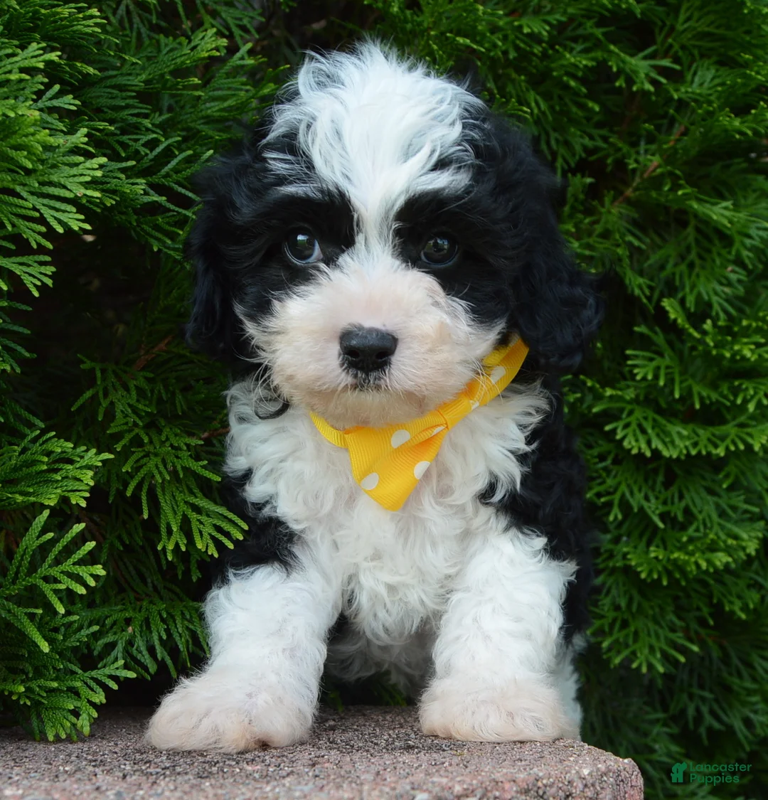 Cavapoo dogs for sale: Charlie - Ad 2