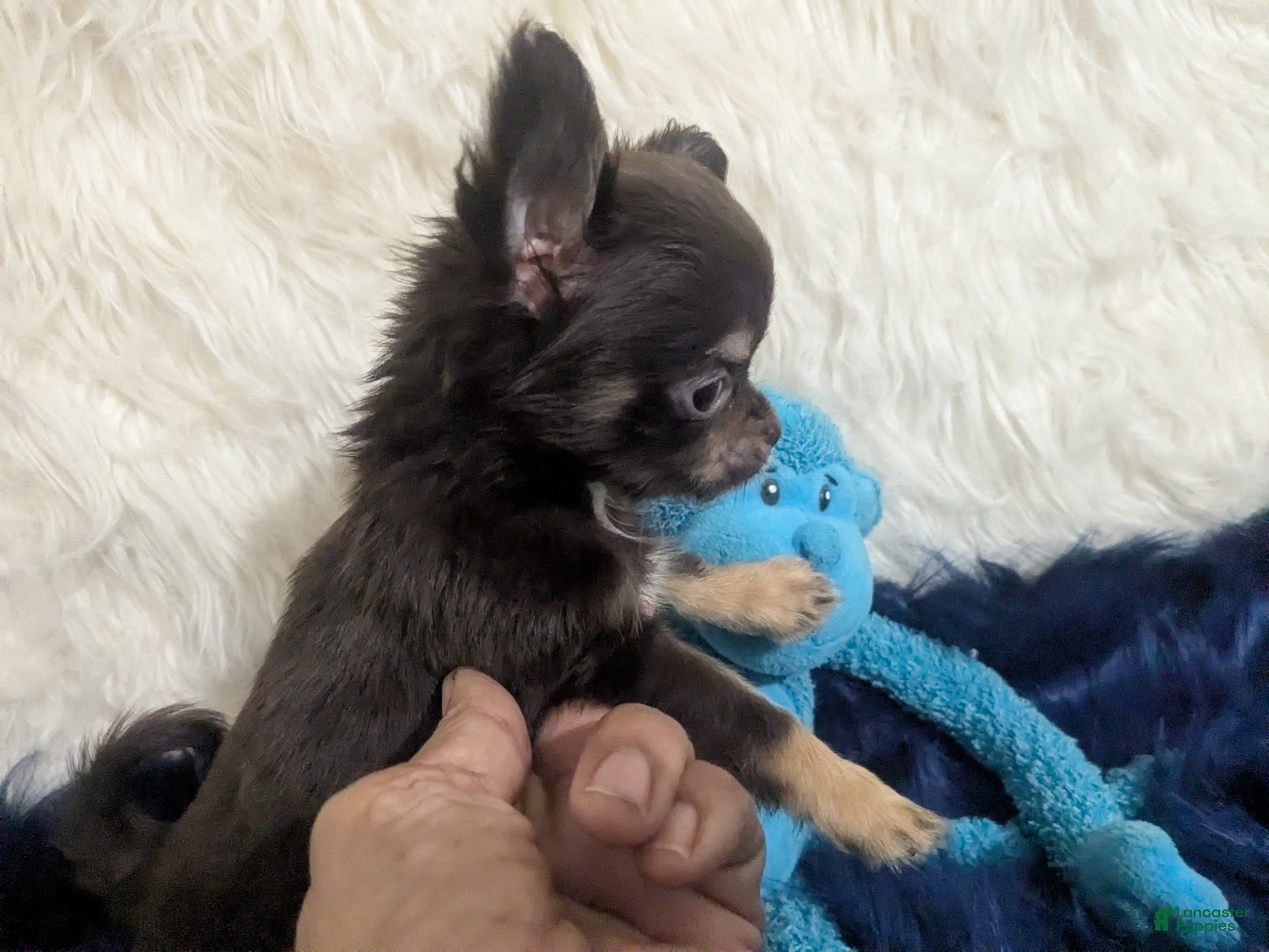 Chihuahua dogs Chihuahua 2 - Ad 3