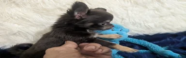 Chihuahua 2