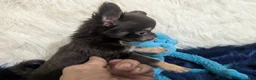 Chihuahua dogs for sale: Chihuahua 2 - Ad 1
