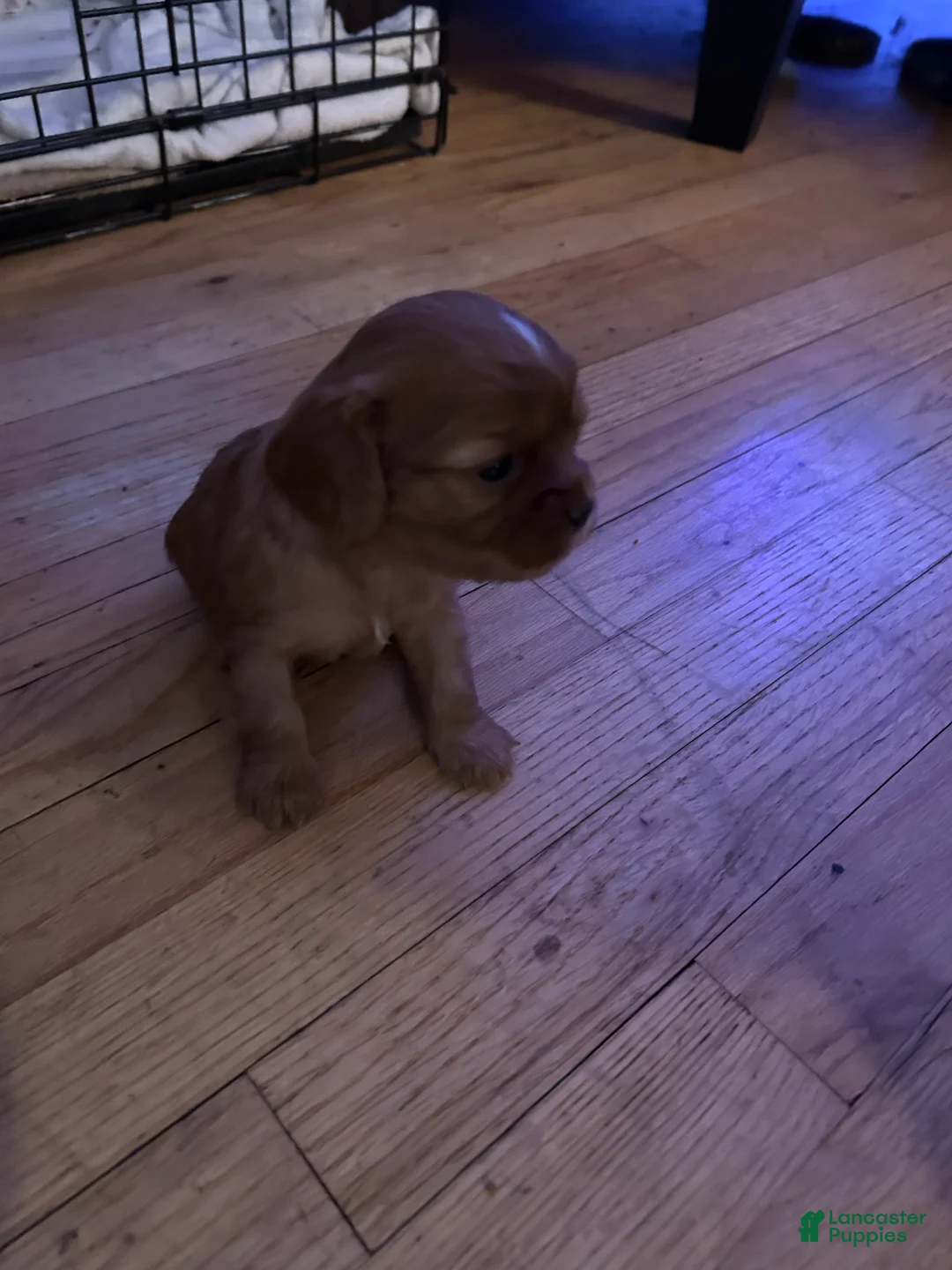 Cavalier King Charles Spaniel dogs for sale: Aries - Ad 2