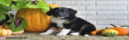 Mixed Breed dogs for sale: Brittney - Ad 5