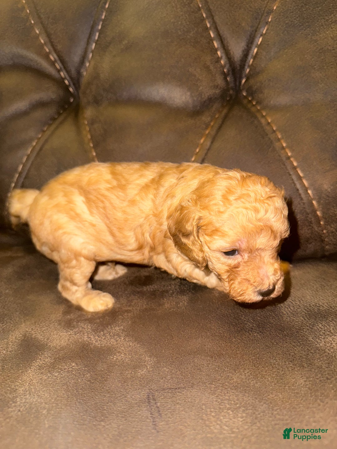 Miniature Poodle dogs for sale: Miniature Poodle Finn - Ad 2
