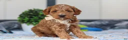 Mini Goldendoodle dogs for sale: Neo - Ad 4