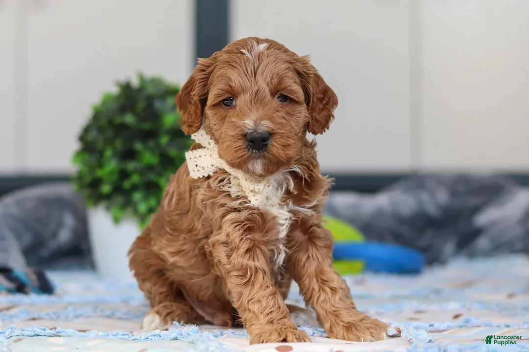 Mini Goldendoodle dogs for sale: Neo - Ad 4
