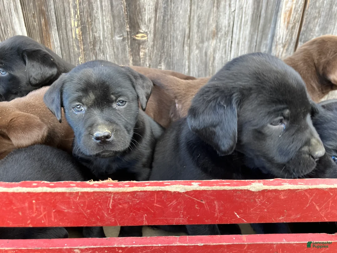Labrador Retriever dogs for sale: Labrador Retriever Puppy 3 - Ad 2