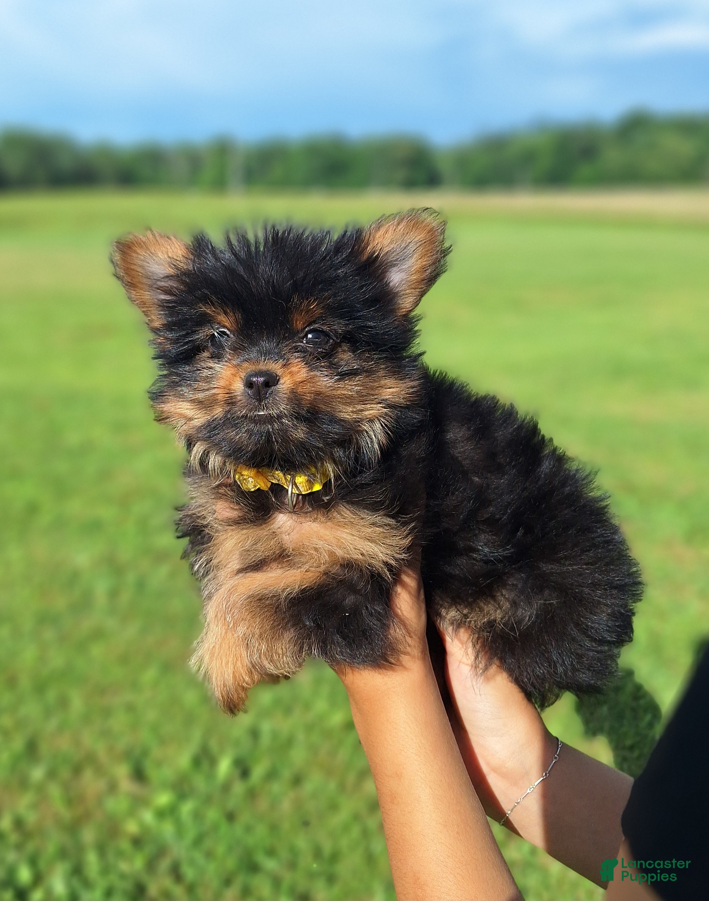 Mixed Breed dogs Beauty - Ad 1