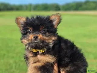 Mixed Breed dogs for sale: Beauty - Ad 3