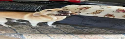 Labrador Retriever dogs for stud: Reed (6y stud) - Ad 6