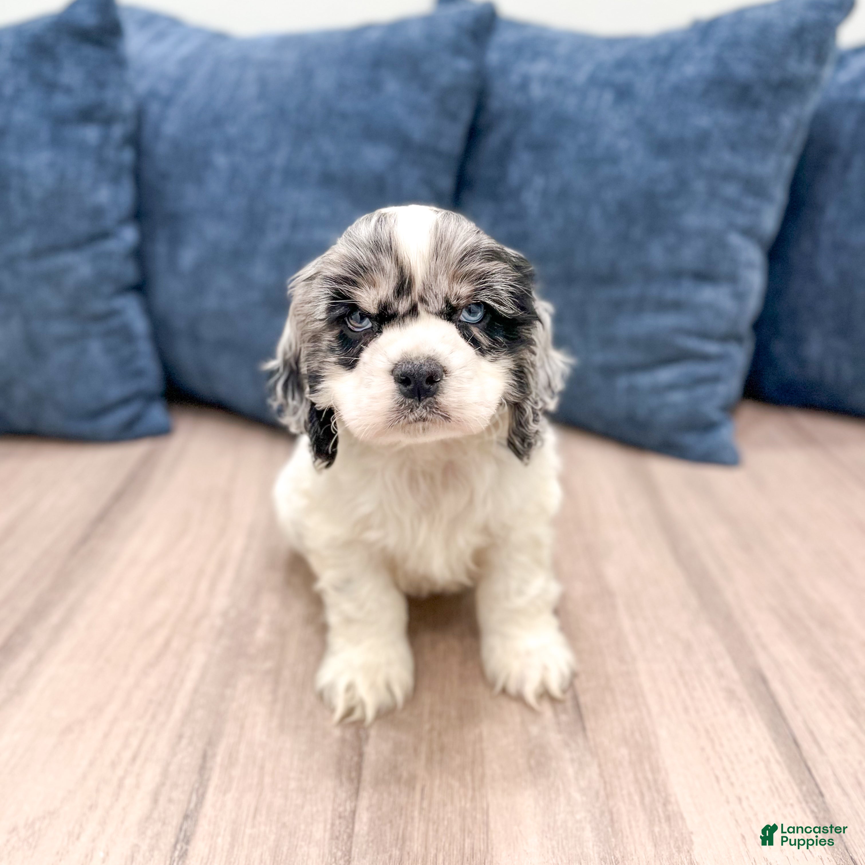 Cocker Spaniel dogs Cash - Ad 1