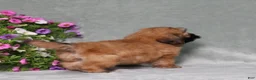 Teddy Bear dogs for sale: BJs Emily - Ad 5
