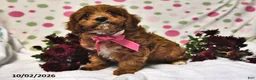 Cavapoo dogs for sale: Peaches - Ad 4