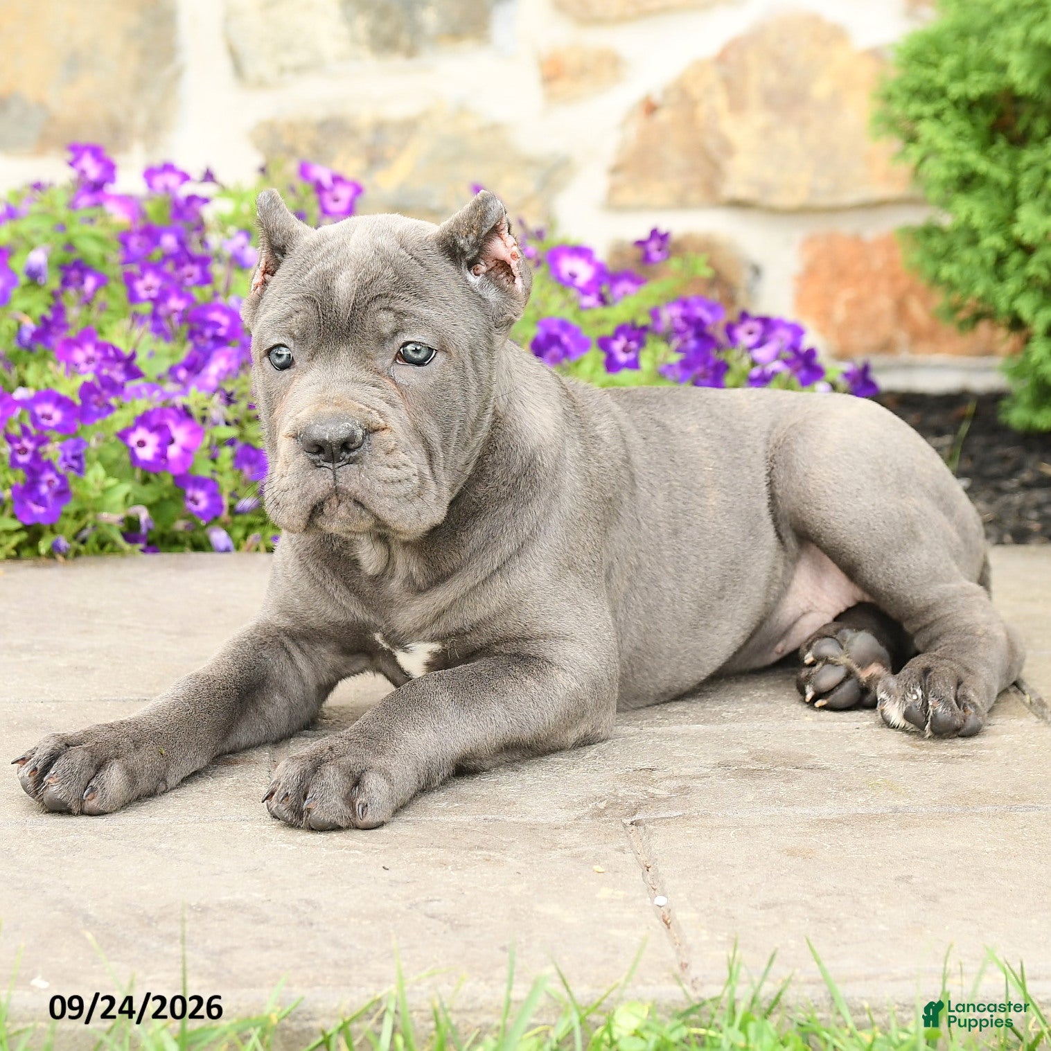 Cane Corso dogs Clover - Ad 2