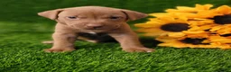 Mixed Breed dogs for sale: Simba (yellow collar) - Ad 5