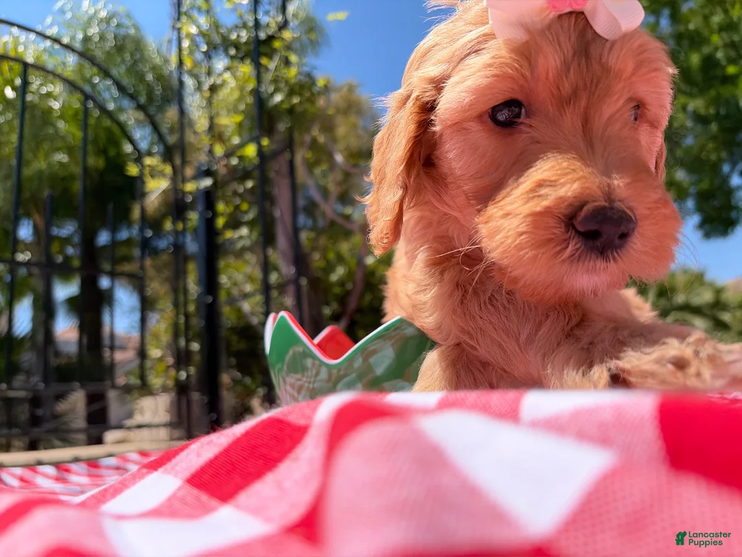 Goldendoodle dogs for sale: Blossom - Ad 2