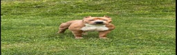 American Bully dogs for sale: Pablo - Ad 6