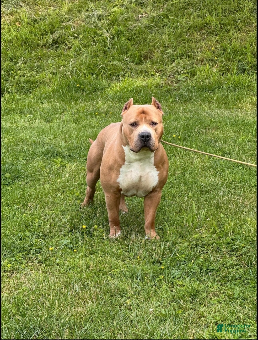 American Bully dogs for sale: Pablo - Ad 6