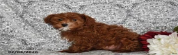 Cavapoo dogs for sale: Aurora - Ad 4