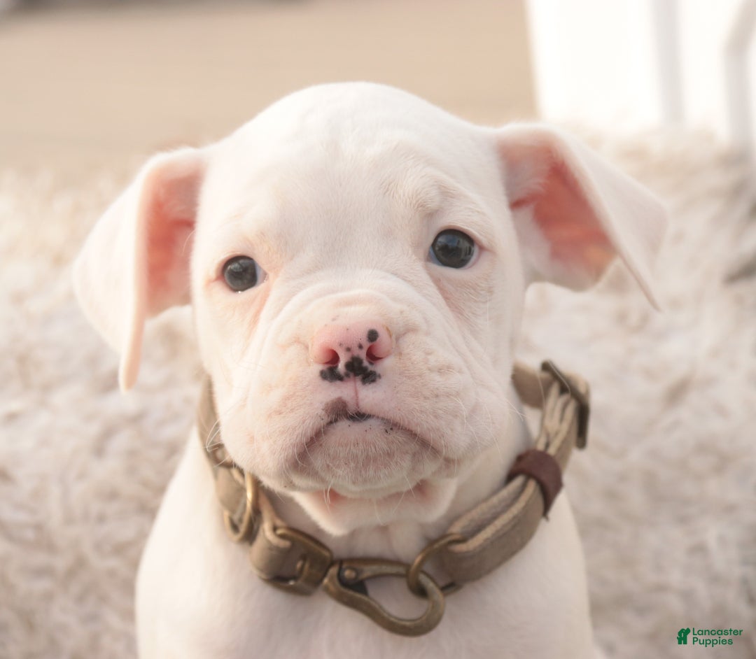 Boxer dogs for sale: Chase - Ad 6