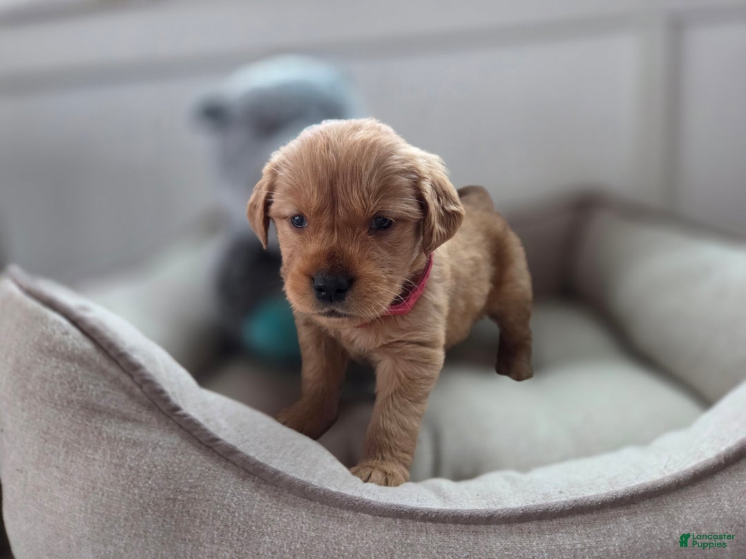 Golden Retriever dogs for sale: Sasha - AKC - Ad 2