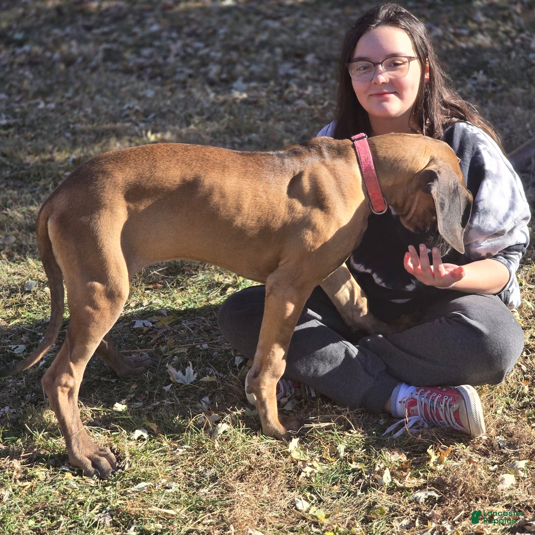 Great Dane dogs for sale: Pink Collar Female - Ad 3