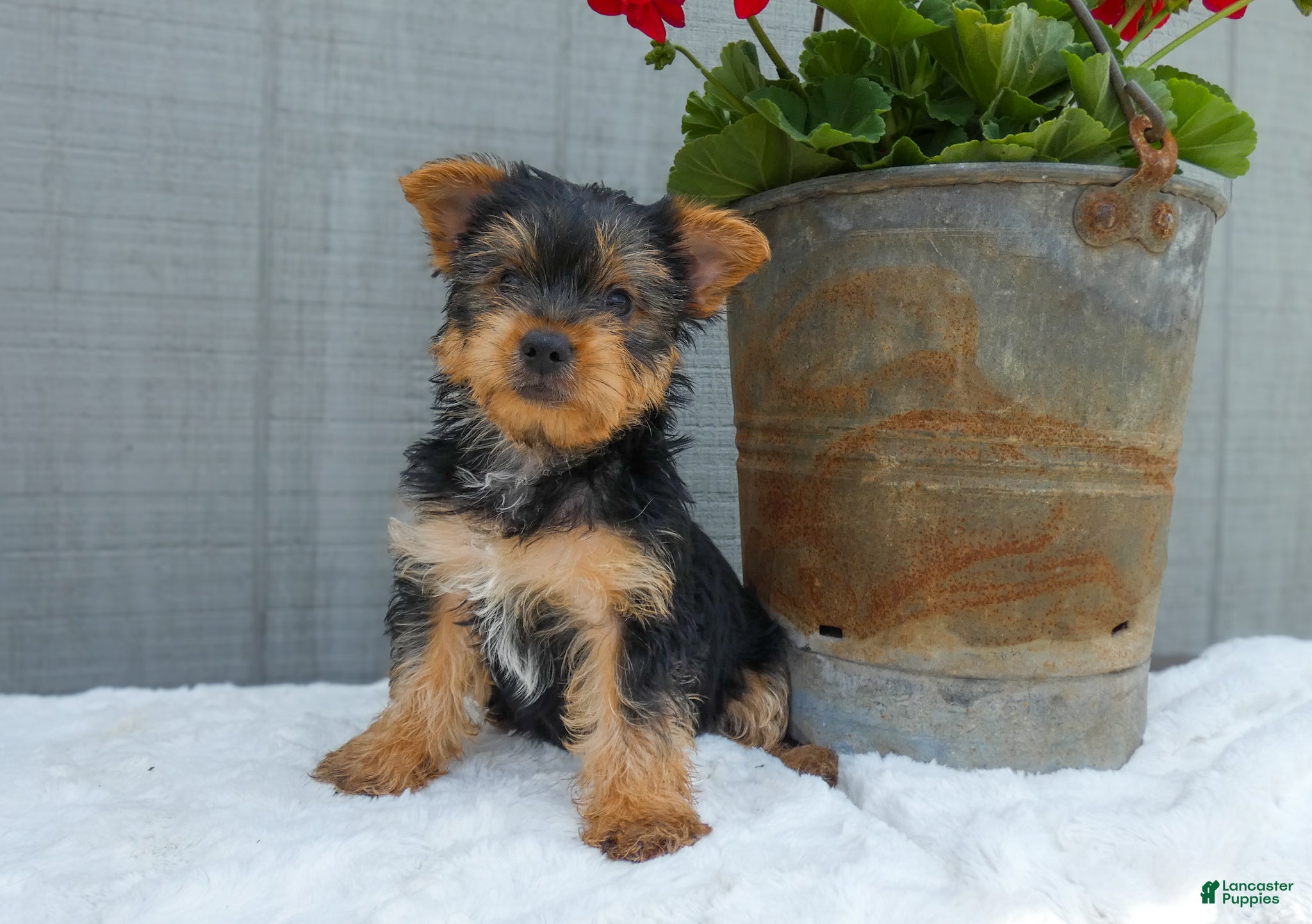 Yorkshire Terrier dogs Cash - Ad 1