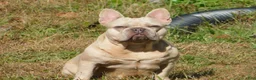French Bulldog dogs for sale: Lilac and tan - Ad 11