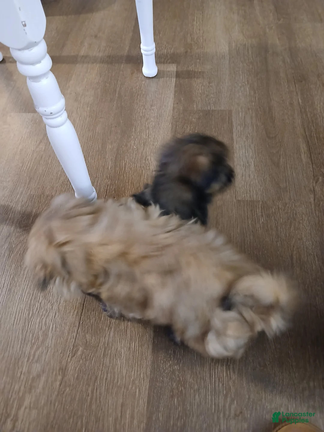 Shorkie dogs for sale: Shorkie Puppy 3 - Ad 2
