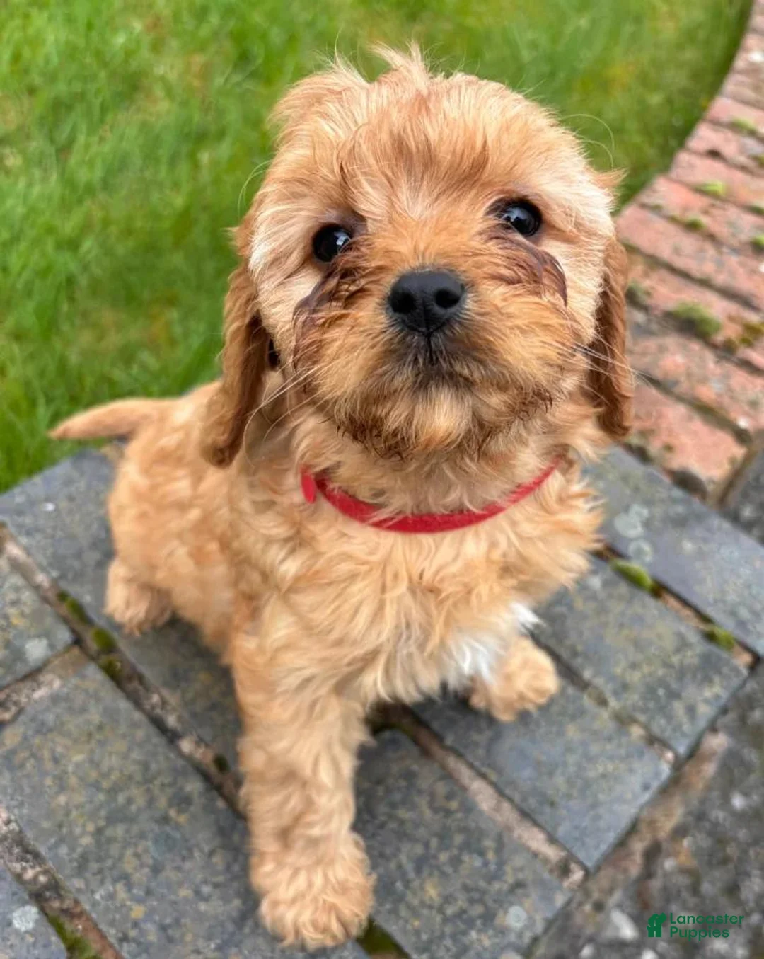 Cavapoo dogs for sale: Danny - Ad 1