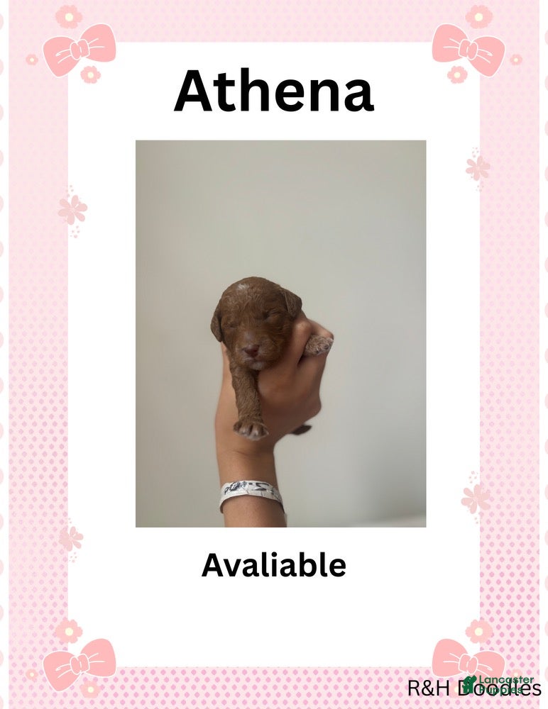 Mini Goldendoodle dogs for sale: Athena - Ad 1