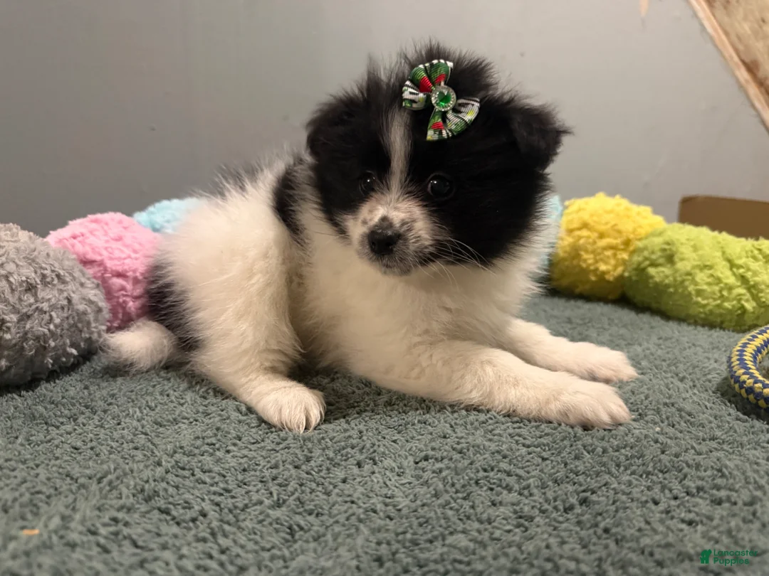 Pomeranian dogs for sale: Ariel - Ad 2