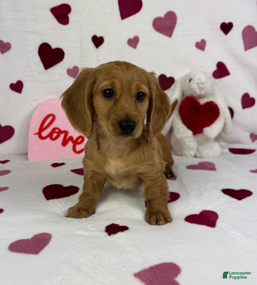 Miniature Dachshund dogs for sale: Dolly - Ad 2