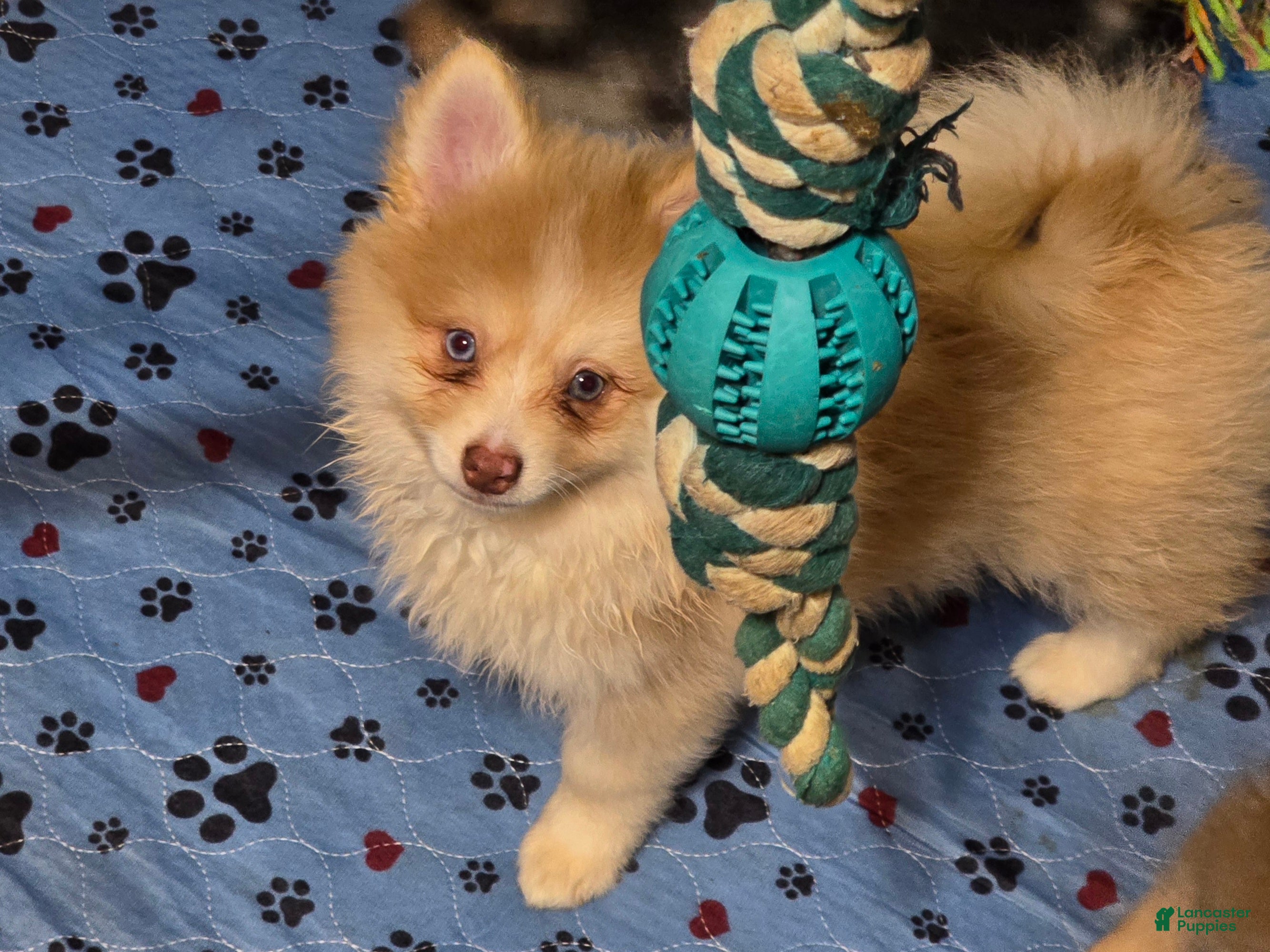 Pomsky dogs Toy red merle - Ad 1