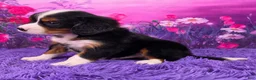 Miniature Bernese Mountain Dog dogs for sale: Tuffy - Ad 3