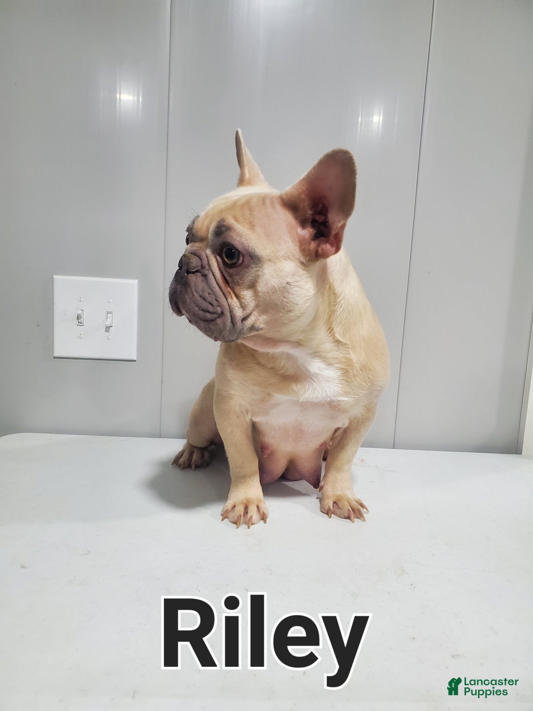 French Bulldog dogs for sale: Millie - Ad 10