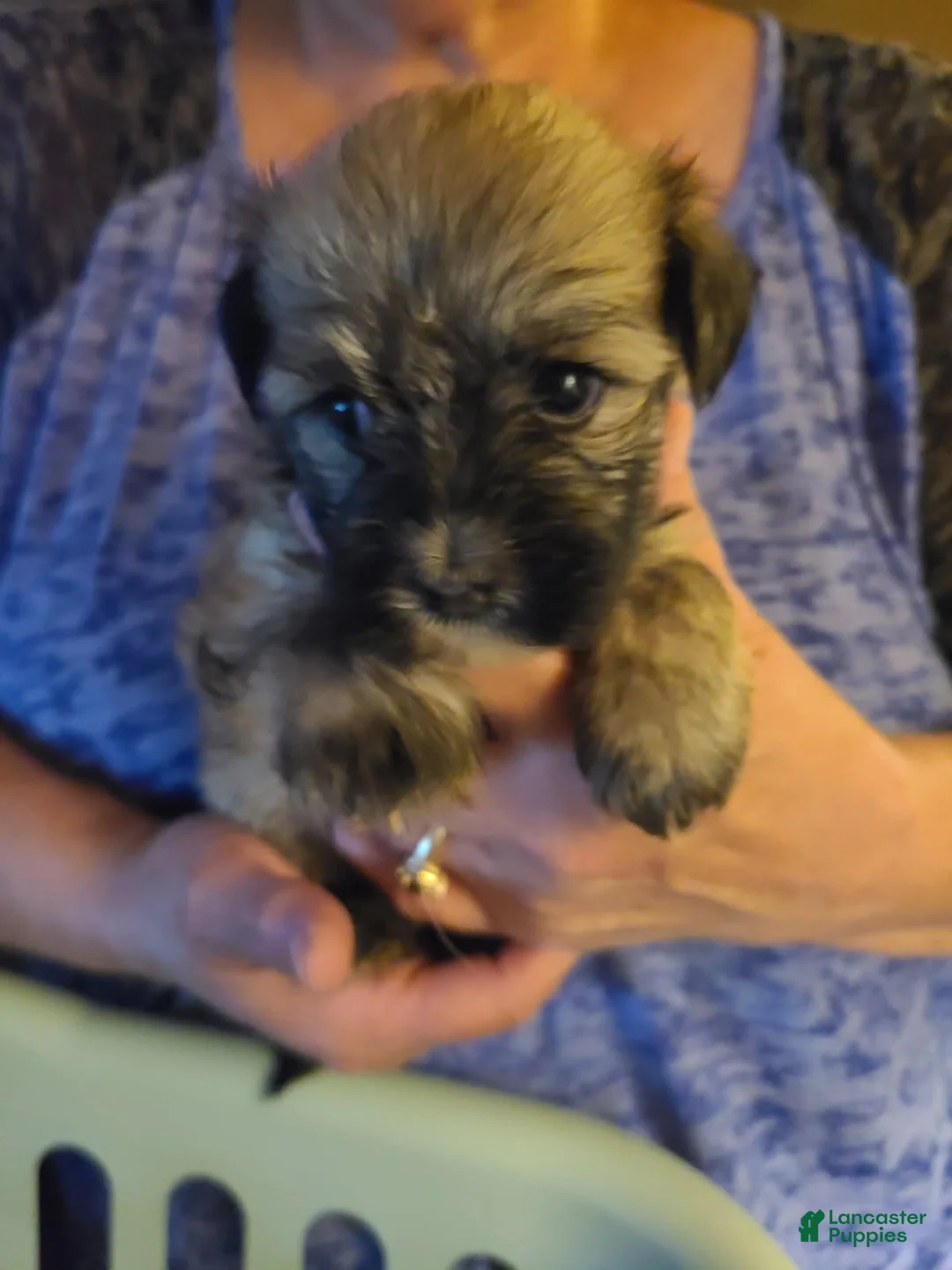 Havanese dogs for sale: Boy 3 - Ad 1