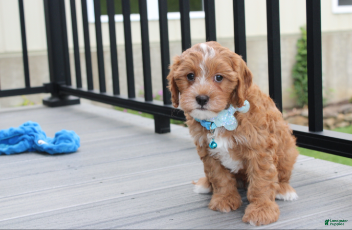 Cockapoo dogs Freddy  - Ad 2