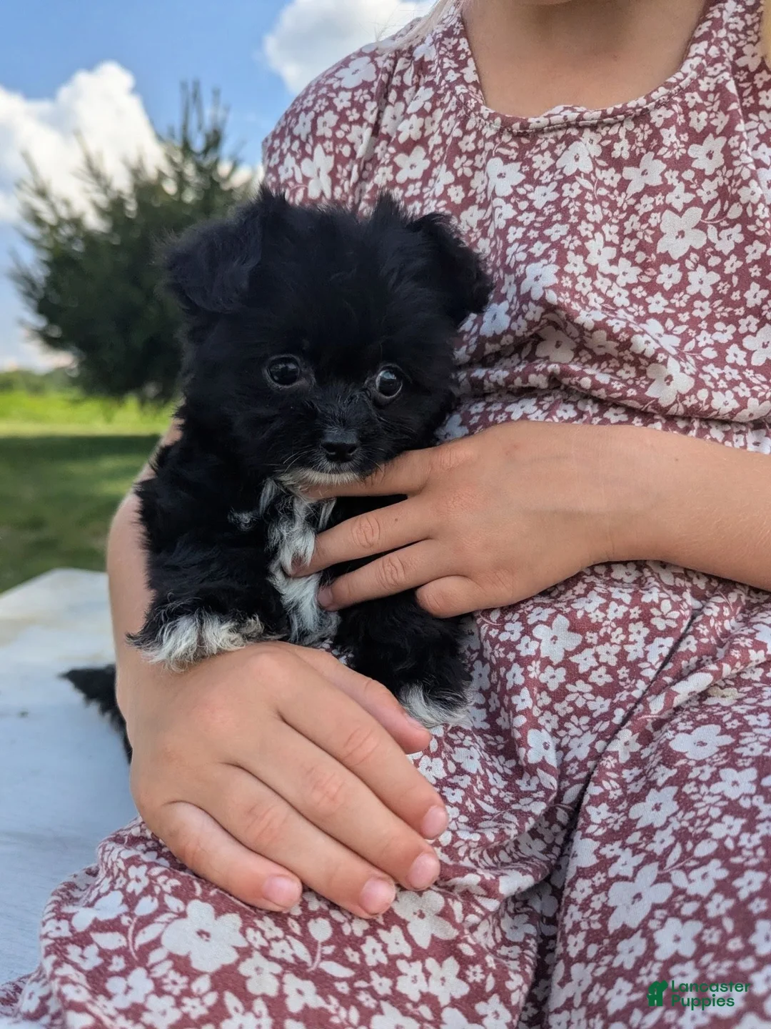 Chipoo dogs for sale: Eric - Ad 2