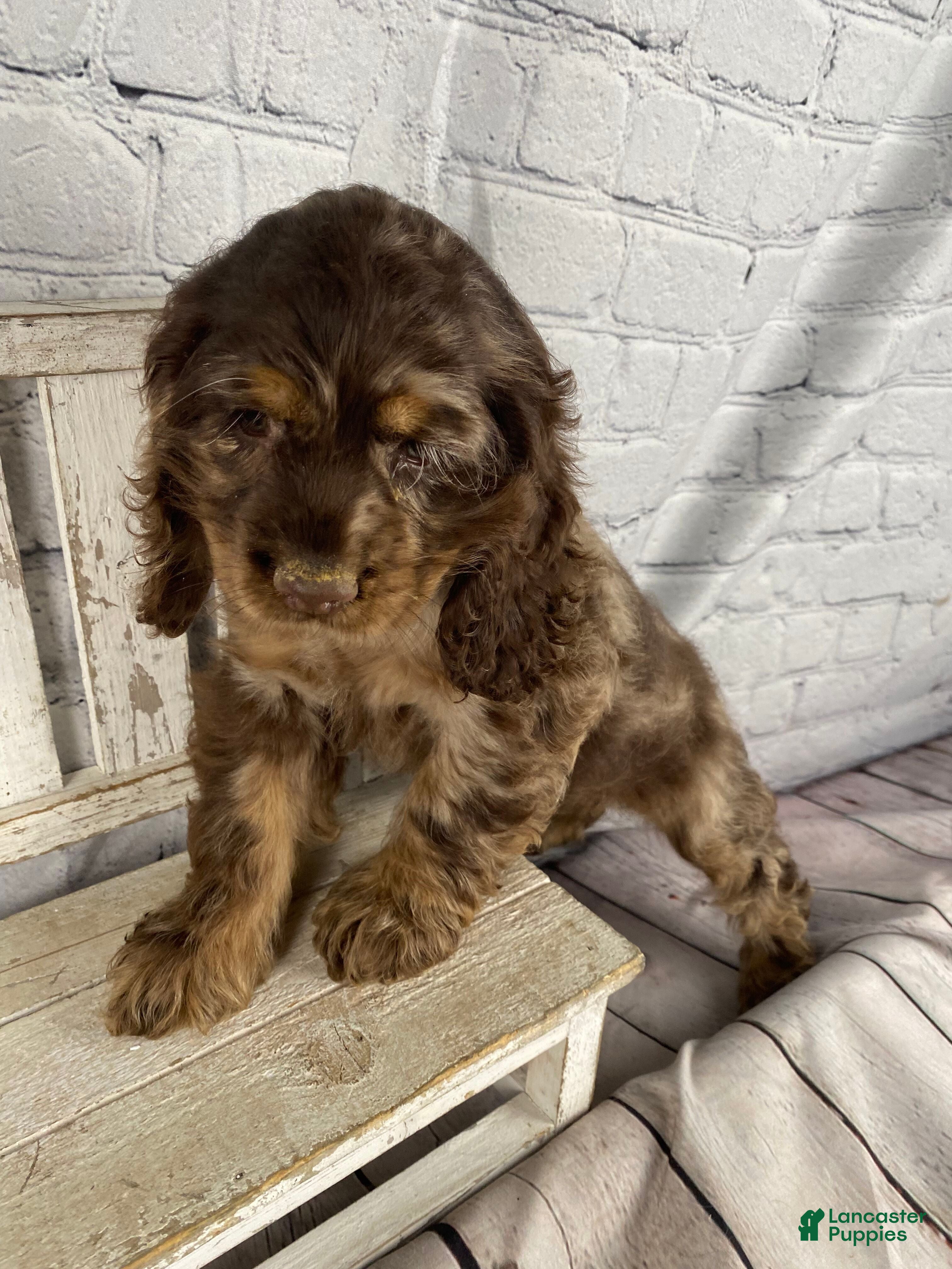 Cocker Spaniel dogs Pebbles - Ad 2