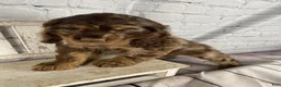 Cocker Spaniel dogs for sale: Pebbles - Ad 2